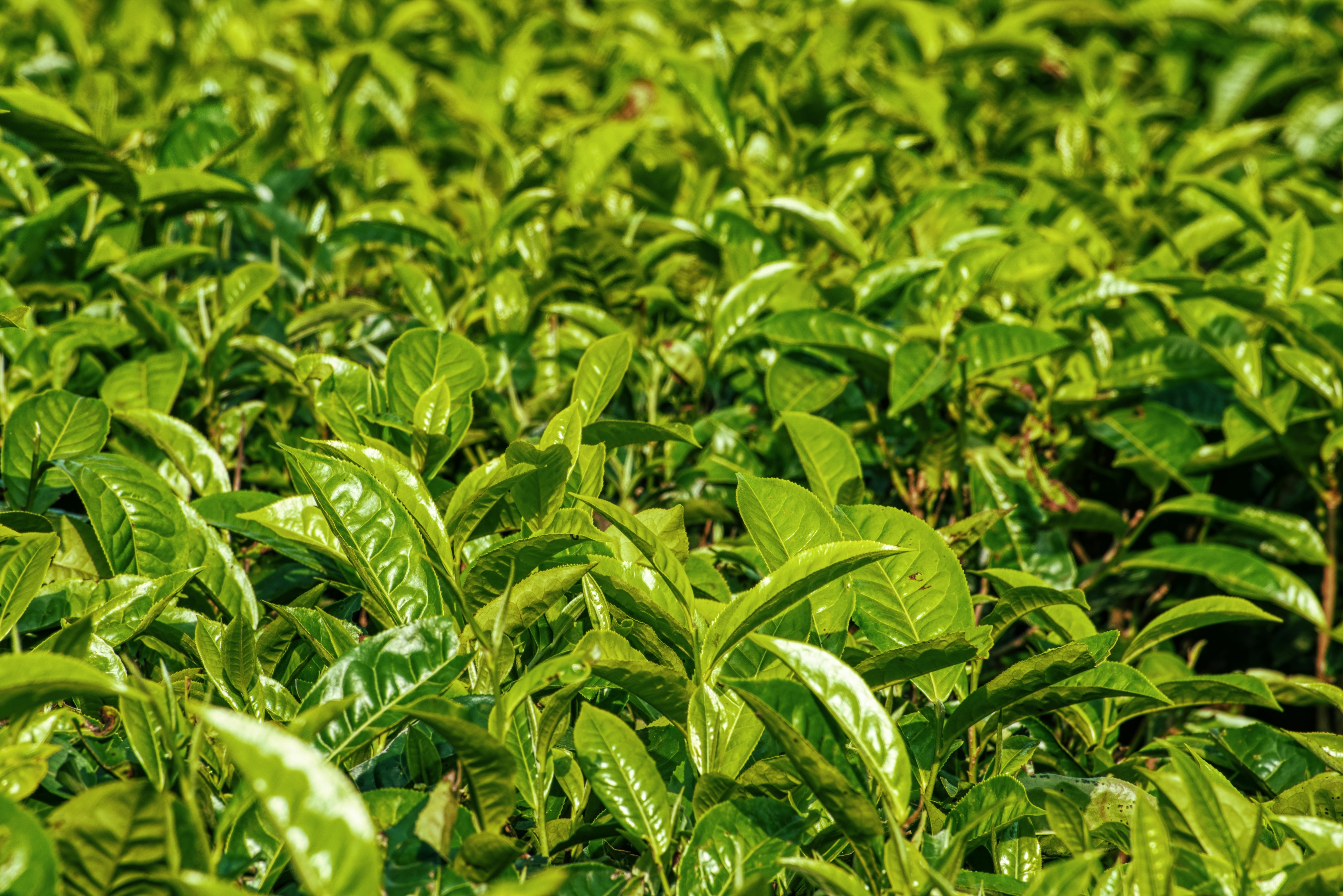 TEAORB - Applying Bose’s Insights to Tea Plantations